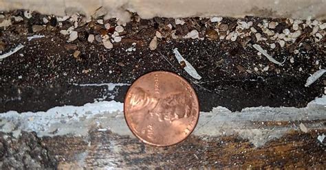 Mystery Pellets After Removing Baseboards Penny For Scale Album On