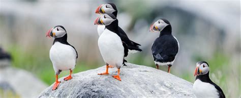 Where To See Puffins In Maine Your Guide To The Best Places Grey