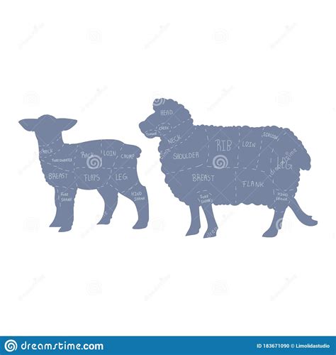 Sheep Chart With Breeds Name Cartoon Vector 145533821