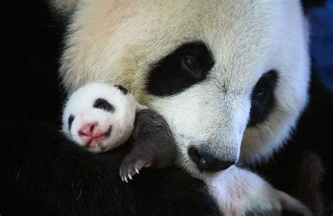 Its A Girl Malaysia Welcomes Another Panda Cub Clean Malaysia