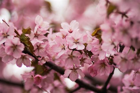 Pink Cherry Blossoms · Free Stock Photo