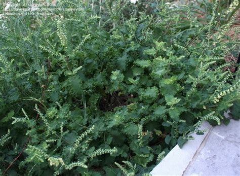 Plantfiles Pictures Curly Wood Sage Teucrium Scorodonia Crispum