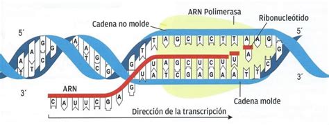 Cómo Funciona La Transcripción Genética De ADN Explicación