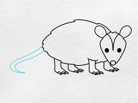 How To Draw An Opossum Helloartsy