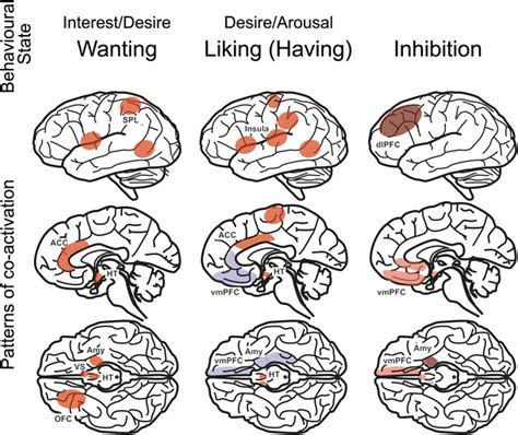 The Human Sexual Pleasure Cycle Brain Areas Relevant To This Review