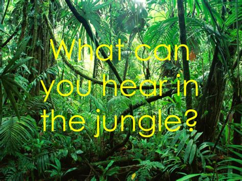 Jungle Animal Sounds Guessing Teaching Resources