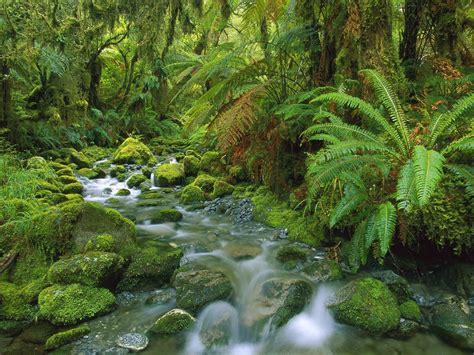 Tropical Green Hd Wallpaper Jungle Flow Thick Green Vegetation Fern