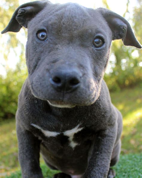 Here Is A Photo Of An Amazing Male Blue Pitbull Puppy That We Have For