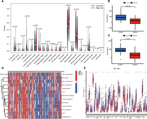 Frontiers Prognostic And Immunological Significance Of An M