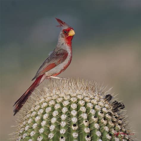 Pyrrhuloxia Cardinalis Sinuatus On Cactus Mt Lemmon Arizona Usa