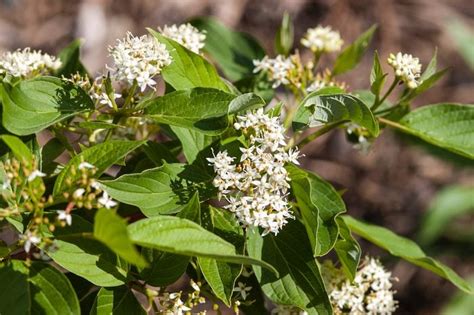 15 Beautiful White Flowering Shrubs Birds And Blooms