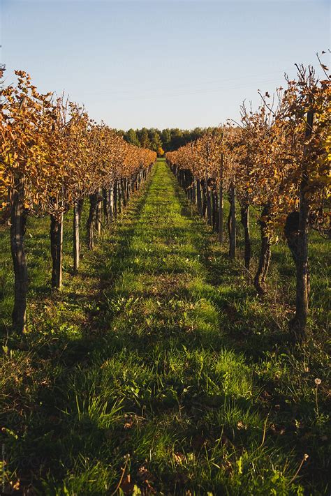 Vineyards In Autumn Del Colaborador De Stocksy Mauro Grigollo Stocksy