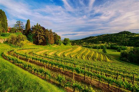 Tuscan Vineyard Village Wallpapers Wallpaper Cave