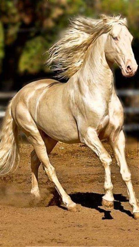 This Is An Akhal Teke A Breed That Is A Direct Descendant Of The