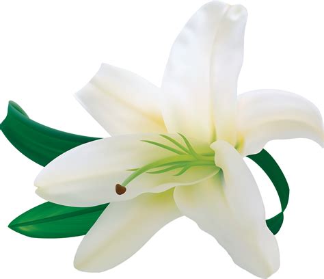 Easter Lilies Download Transparent Png Image Png Arts