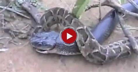 King Cobra Vs Python Snake Fight Snake Fight India Video Blog