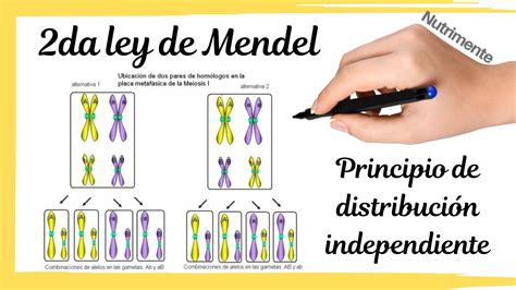 Segunda Ley De Mendel El Principio De Distribución Independiente