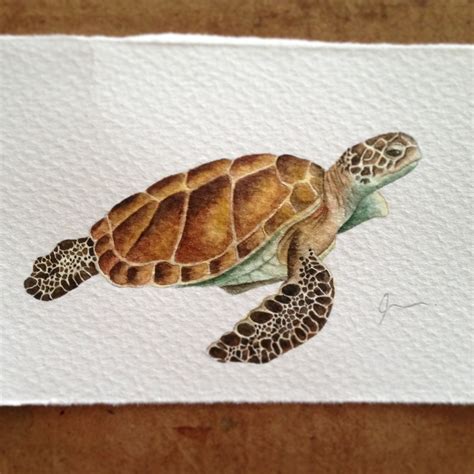 Sea Turtle Pintura Pinterest Tortugas Acuarela Y Tortuga