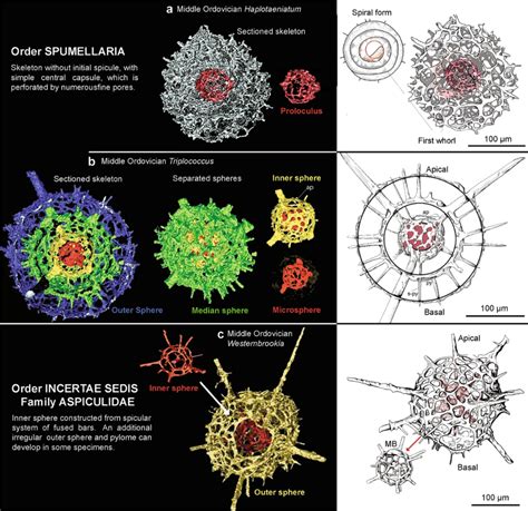 Filemicro Ct Models Of Radiolarians From The Middle Ordovician