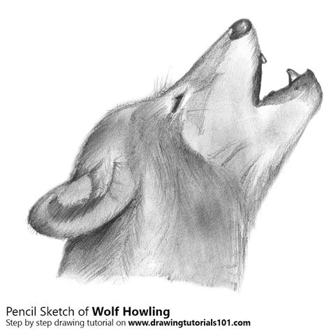 Pencil Drawing Of A Wolf Howling Bestpencildrawing