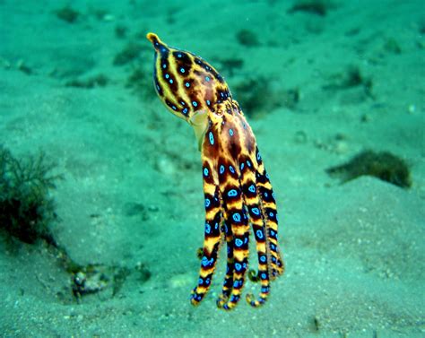 Real Monstrosities Blue Ringed Octopus