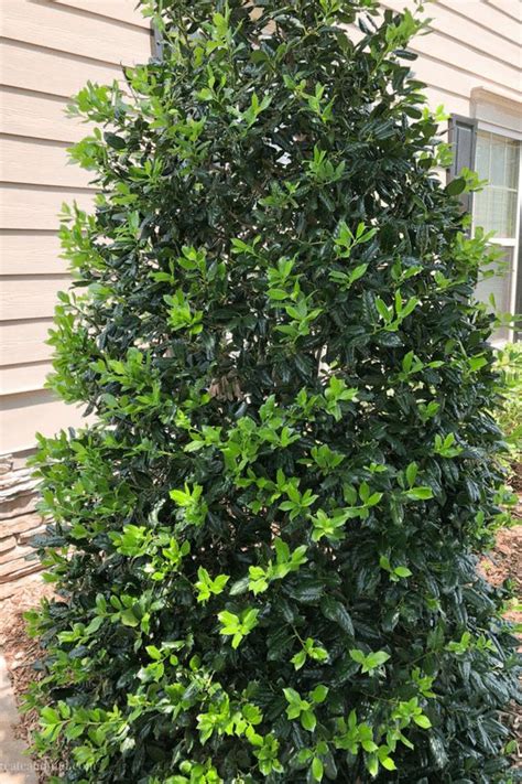 Fast growing shrubs provide privacy and screening near homes and property, and can grow anywhere from one to several feet per year. 7 Fast Growing Evergreen Trees and Shrubs in 2020 ...