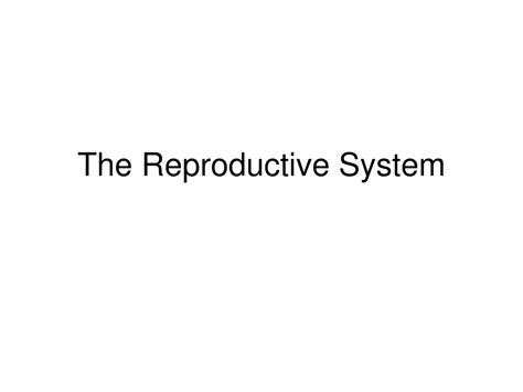 Ppt The Reproductive System Powerpoint Presentation Free Download