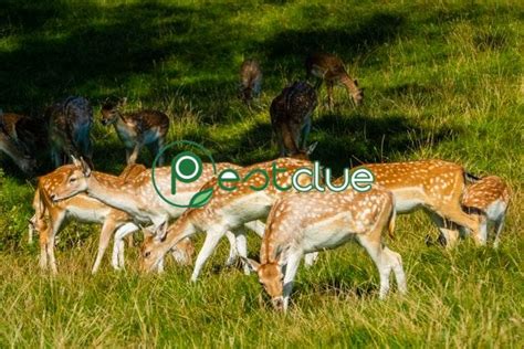 What Is A Group Of Deer Called Facts About Deer Pestclue