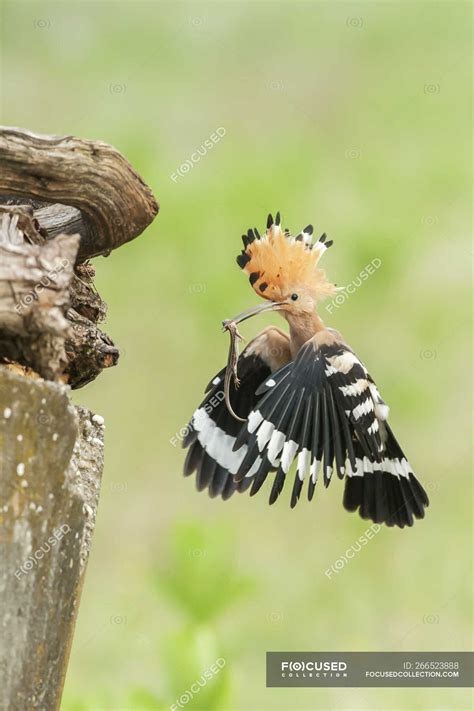 Close Up View Of Beautiful Hoopoe Or Upupa Epops In Flight Hungary