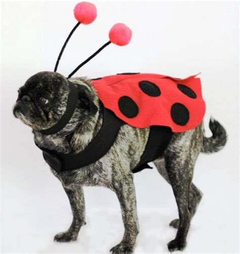 11 Funny And Adorable Dog Costumes For Halloween