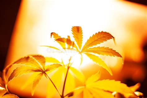 Leds for growing marijuana are by far the most efficient and durable lamps available on the market. Cultivation Cannabis On Black Background, Hemp CBD ...