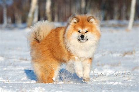 The Long Coat Aka Wooly Akita Inu My First Shiba Inu