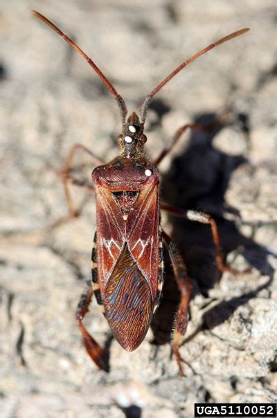 Now save with free angies list coupon codes and discount promo codes to angies list at get 30% on service go to angieslist.com and check out with this great 30% off angies list coupon. Is the Brown Marmorated Stink Bug Coming Your Way?
