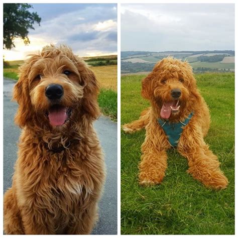 We, here at jojo's goldendoodles we take pride in raising premium, multigenerational goldendoodle puppies here in south georgia. Red Goldendoodle | Red goldendoodle, Dogs, Puppies