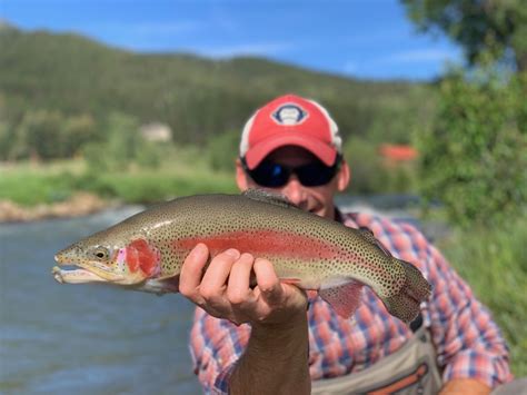 Beautiful Rainbow Trout Colorado Colorado Trout Hunters