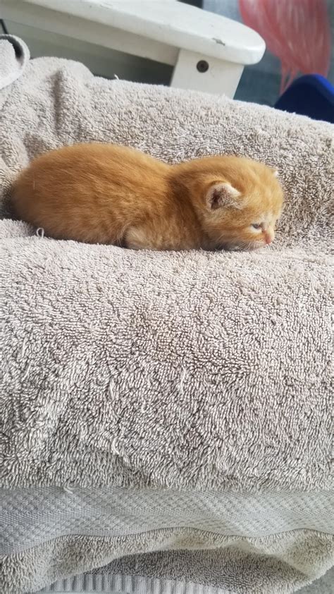 Kitten's first loaf! : r/Catloaf