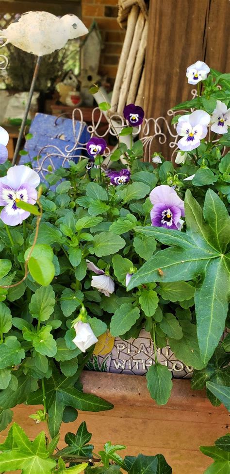 Spring 2019 Love Tiny Violas Violas Spring Plants