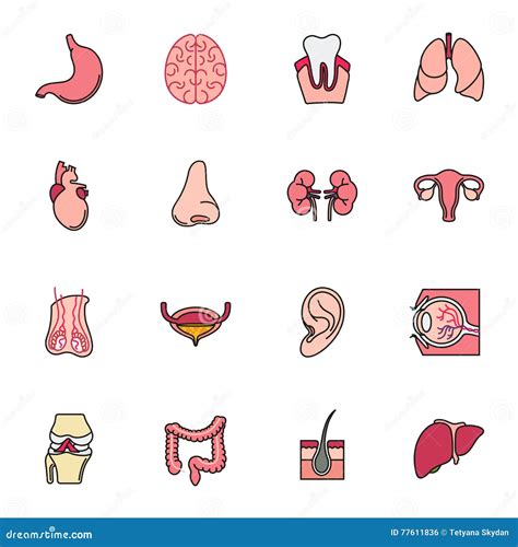 Iconos Internos De Los órganos Humanos Fijados Stock De Ilustración