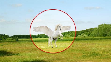 5 Times Real Pegasus Caught On Camera And Spotted In Real
