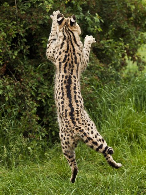 Jumping Serval Malawi The Serval Leaps For A Treat Dangled Flickr