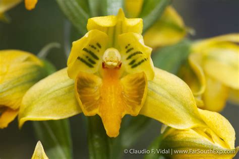 Gavilea Littoralis Chile Flora Patagonia Flora Far South Expeditions