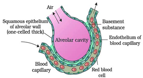 Diffusion Of Gases Occurs In The Alveolar Region Only And Not In The