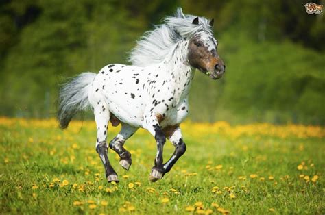 A Spotted Horse Galloping Through A Field Full Of Dandelions