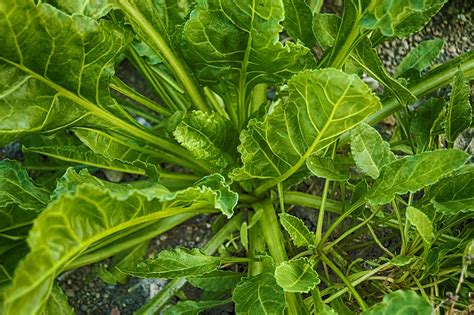 Vegetable You Should Avoid Eating Raw