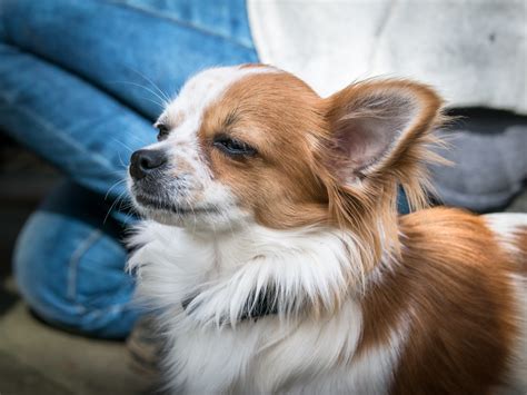 However, we are bravely putting forth our list of italian greyhound while some are drawn to fluffy dogs, others may find the sleek and elegant italian greyhound better fits their definition of cute. Free Images : sweet, puppy, cute, pet, fluffy, vertebrate ...