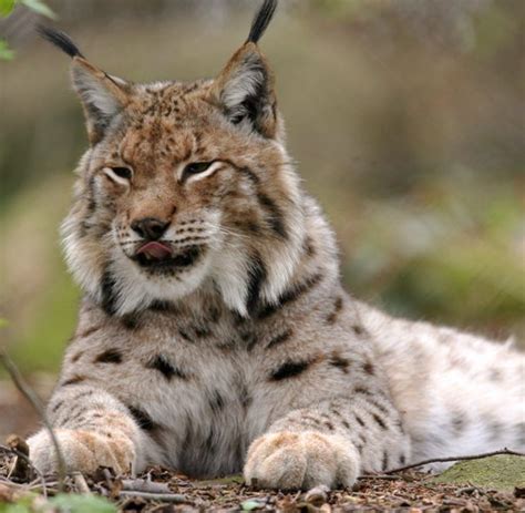 Luchs fotos ist die beste wahl für alle! Einst ausgerottet: Der Luchs kehrt nach Deutschland zurück ...