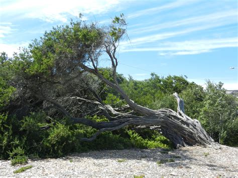 That's funny this species popped up on here i actually thought the same thing rob did and bought one a few months back. Our Tree of the Month, May 2020 - Victorian Native Bonsai Club