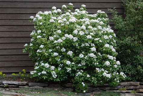 Choisya Ternata Landscape Plants Oregon State University