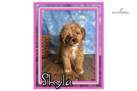 $1,295 cockapoo puppies (millersburg ohio). Shyla : Cockapoo puppy for sale near Akron / Canton, Ohio ...