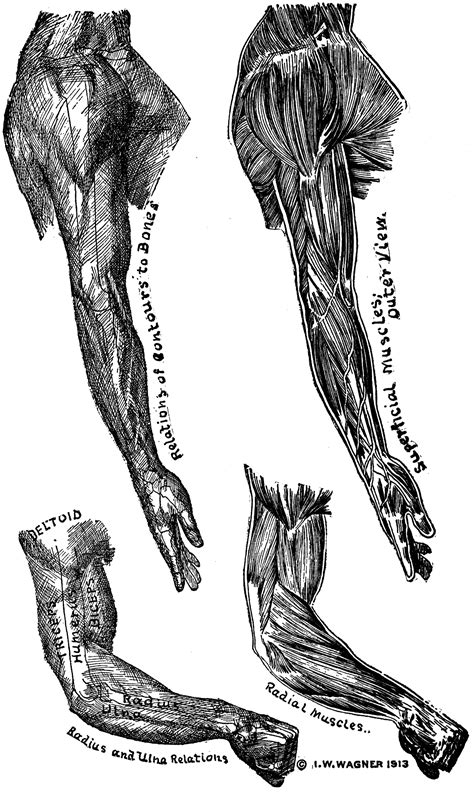 Want to learn more about it? Bones and Muscles of the Arms | ClipArt ETC
